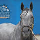 Essential Quality is set to go off as the overwhelming favorite in the 147th Run for the Roses.